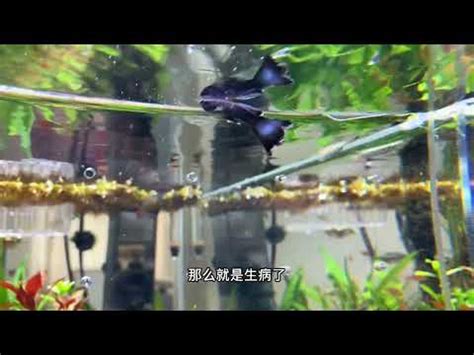 死魚怎麼處理|【魚死了怎麼處理】魚死後如何正確處理才安心？ – 駱影旎師傅